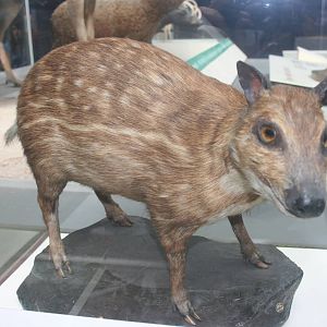 African water chevrotain; Natural History Museum (London); July 2009