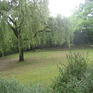 Cologne Zoo - Saiga exhibit