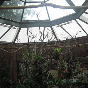 Dortmund Zoo - Tamanduahaus