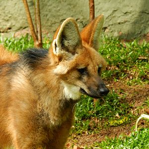 Maned wolf - Zooparque Itatiba