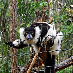 Black-and-white ruffed lemur - Zooparque Itatiba