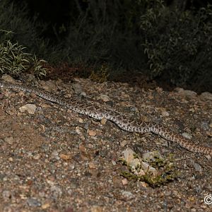western diamondback