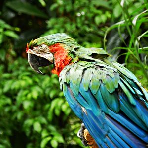 Hybrid macaw - Zooparque Itatiba