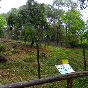 Amazon trail, giant anteater exhibit - Zooparque Itatiba