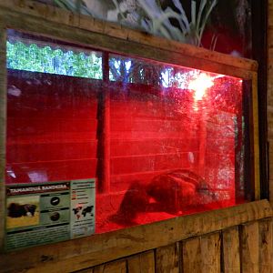 Amazon trail, indoor giant anteater exhibit - Zooparque Itatiba