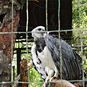 Amazon trail, harpy eagle - Zooparque Itatiba