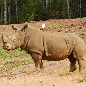 Savanna exhibit, southern white rhino - Zooparque Itatiba