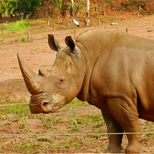 Savanna exhibit, southern white rhino - Zooparque Itatiba