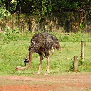 Savanna exhibit, female ostrich - Zooparque Itatiba