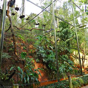 Atlantic forest trail, mixed aviary - Zooparque Itatiba