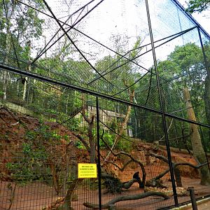 Atlantic forest trail, spider monkey exhibit - Zooparque Itatiba