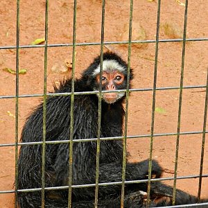 Atlantic forest trail, white-cheeked spider monkey - Zooparque Itatiba