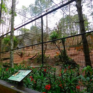 Siberian tiger exhibit - Zooparque Itatiba