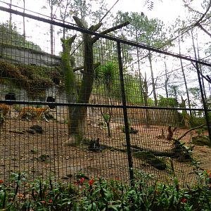 Siberian tiger exhibit - Zooparque Itatiba