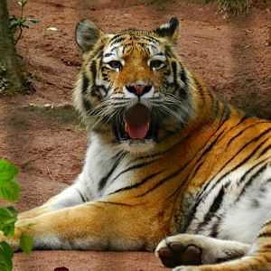 Siberian tiger - Zooparque Itatiba