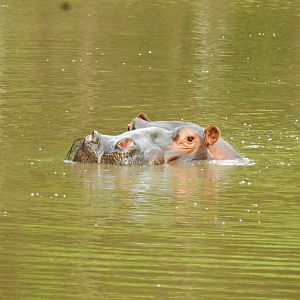 Hippo - Zooparque Itatiba