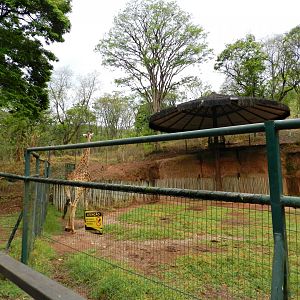 South african giraffe exhibit - Zooparque Itatiba