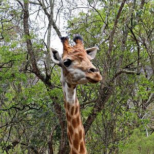 "Ayana", the south african giraffe - Zooparque Itatiba