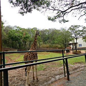 Rothschild giraffe exhibit - Zooparque Itatiba