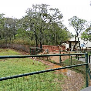 Rothschild giraffe exhibit - Zooparque Itatiba