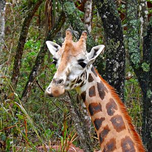 "Oscar", the rothschild giraffe - Zooparque Itatiba