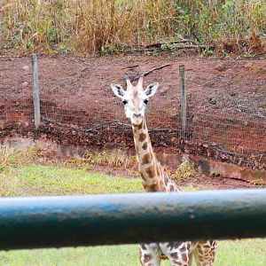 "Lylla", the rothschild giraffe - Zooparque Itatiba