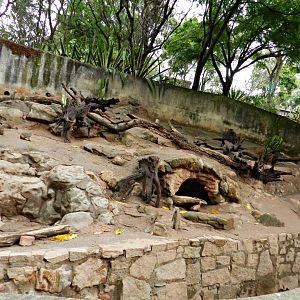 Banded mongoose exhibit - Zooparque Itatiba