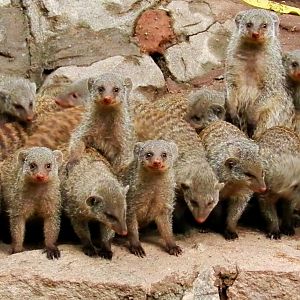 Banded mongooses - Zooparque Itatiba