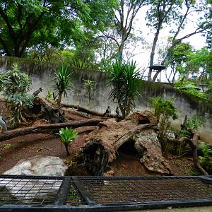 Brown booby and radjah shelduck exhibit - Zooparque Itatiba