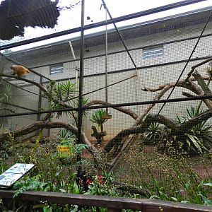 Red uakari exhibit - Zooparque Itatiba