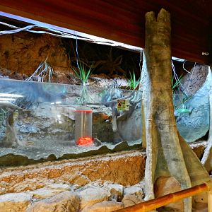 Six-banded armadillo exhibit - Zooparque itatiba