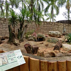 Meerkat exhibit - Zooparque itatiba