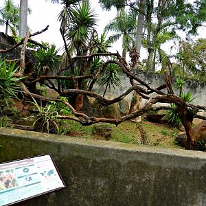 Lesser anteater exhibit - Zooparque itatiba
