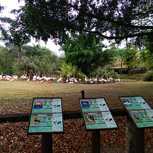 Flamingo exhibit - Zooparque itatiba