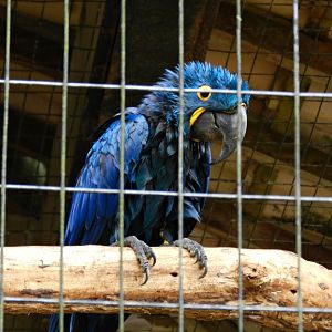 Hyacinth macaw - Zooparque itatiba