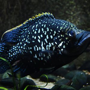Paratilapia polleni