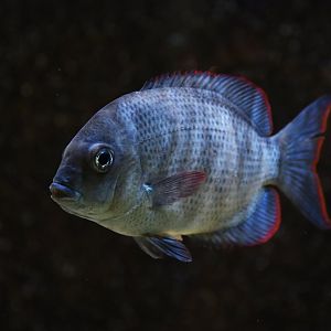 Paretroplus menarambo