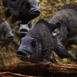 Ptychochromis oligacanthus