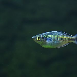 Melanotaenia herbertaxelrodi