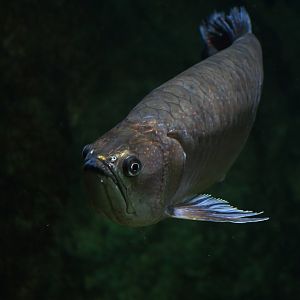 Scelorpages leichardti