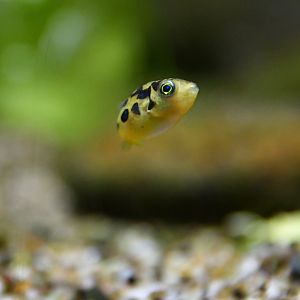 Carinotetraodon travancoricus