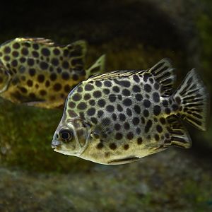 Scatophagus argus
