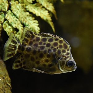 Scatophagus argus