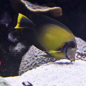 Acanthurus pyroferus