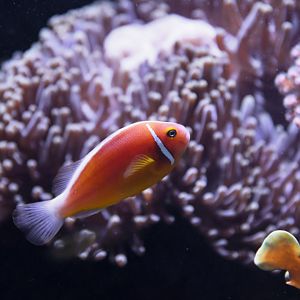 Amphiprion sandaracinos