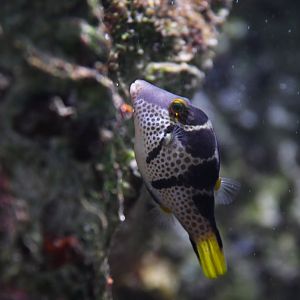 Canthigaster valentini