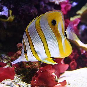 Chelmon rostratus