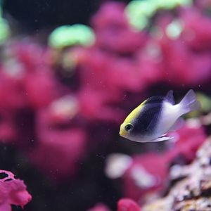 Chrysiptera rollandi