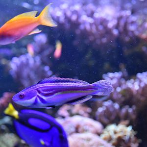 Cirrhilabrus laboutei