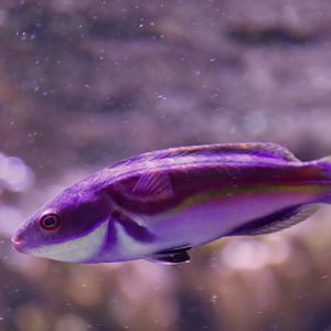 Cirrhilabrus laboutei